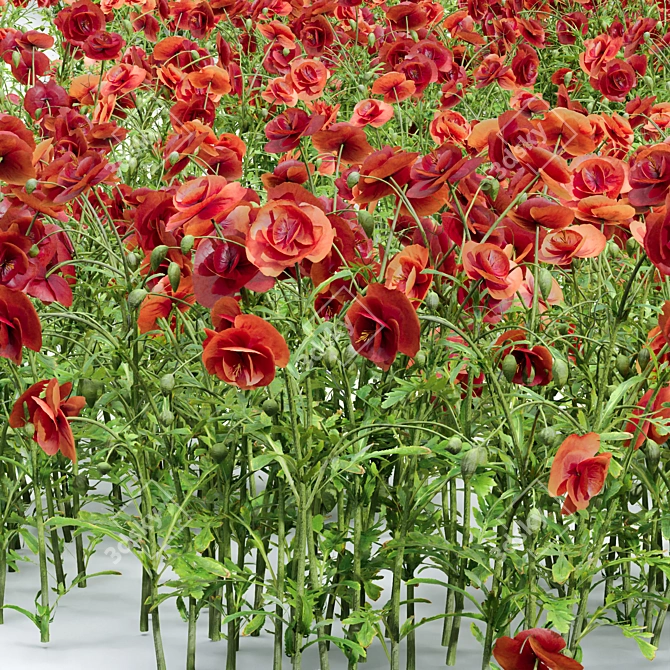 Bursting Blooms: Poppy Flower Model 3D model image 2
