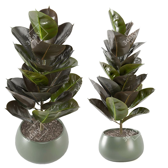 Enchanting Indoor Plants Collection 3D model image 1