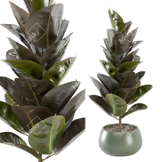 Enchanting Indoor Plants Collection 3D model image 2