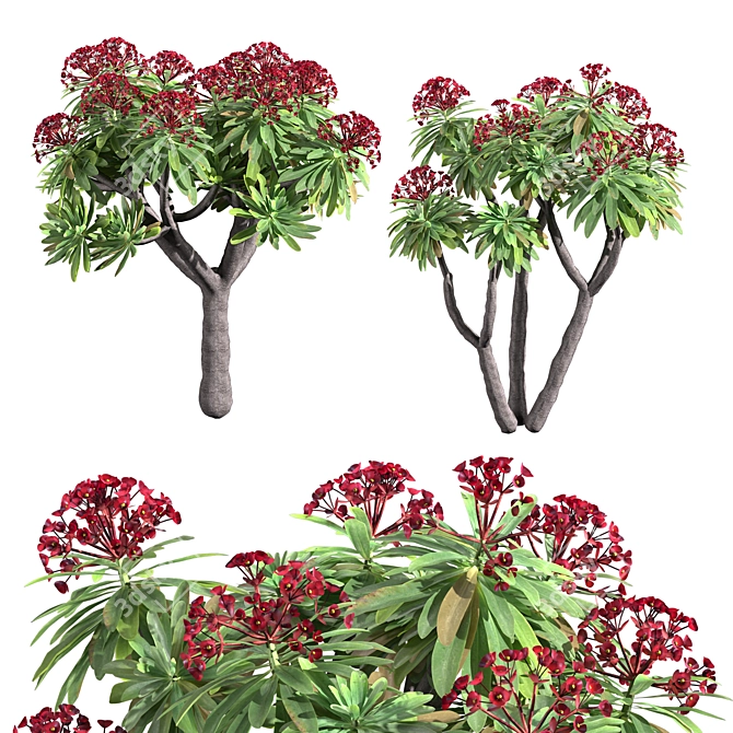 Euphorbia Atropurpurea 3D Model 3D model image 1