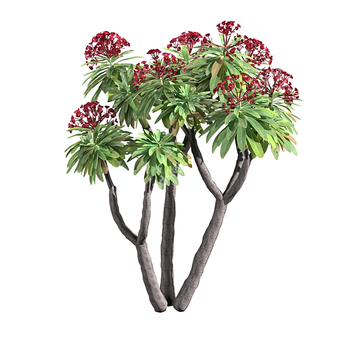 Euphorbia Atropurpurea 3D Model 3D model image 3