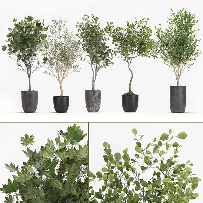 Botanical Beauties: 1050 Rare & Elegant Plants 3D model image 1