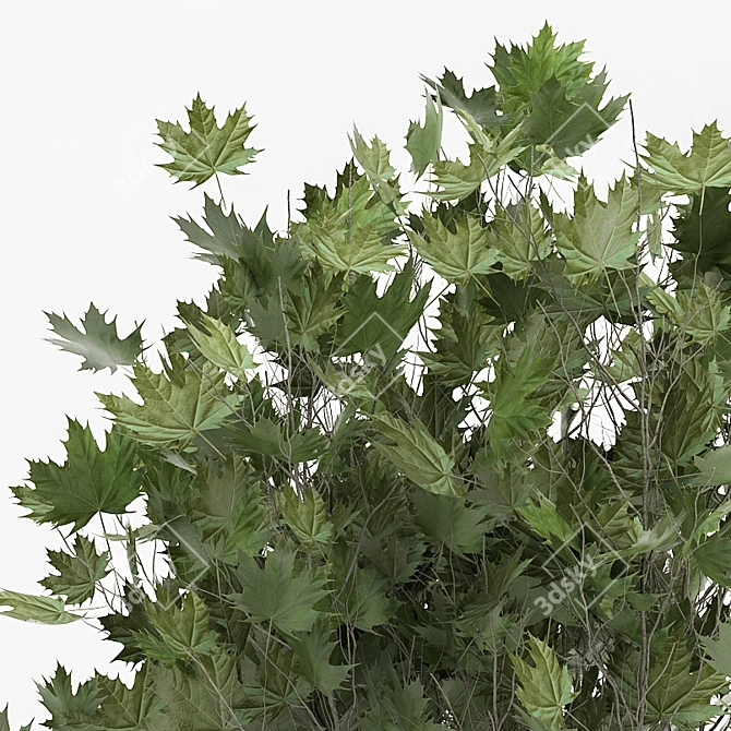 Olive Tree, Ginkgo Biloba & More: 1050-Piece Decorative Plant Collection 3D model image 5