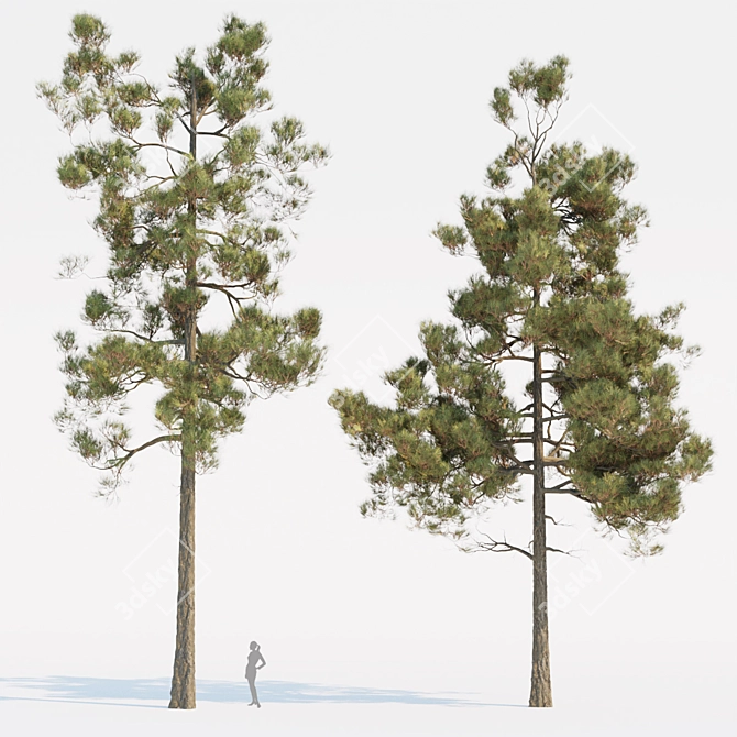 Pine Trees Pack Vol. 39 - High-Quality 3D Models 3D model image 3