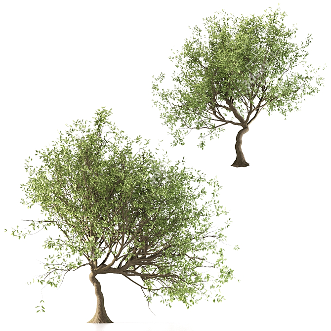 Canyon Oak Trees - Evergreen Beauty 3D model image 3
