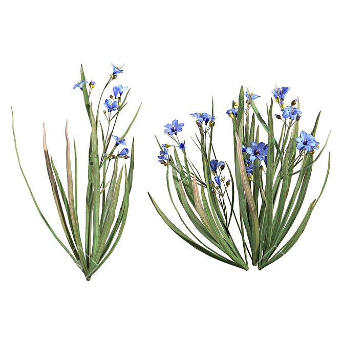 BlueEyeGrass: Realistic 3D Grass Model 3D model image 4