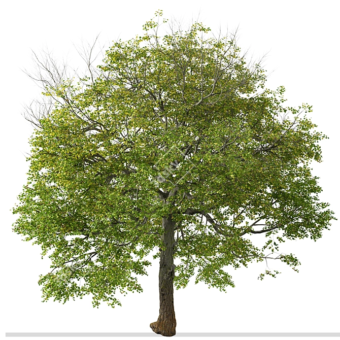 Pair of Tilia Cordata Trees 3D model image 5