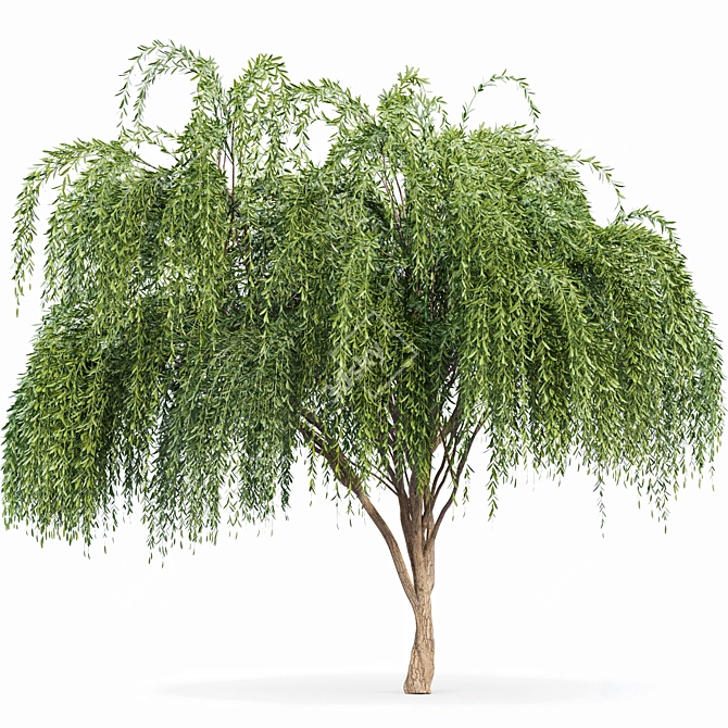 Cascade Willow Tree: Stunning 3D Model 3D model image 2