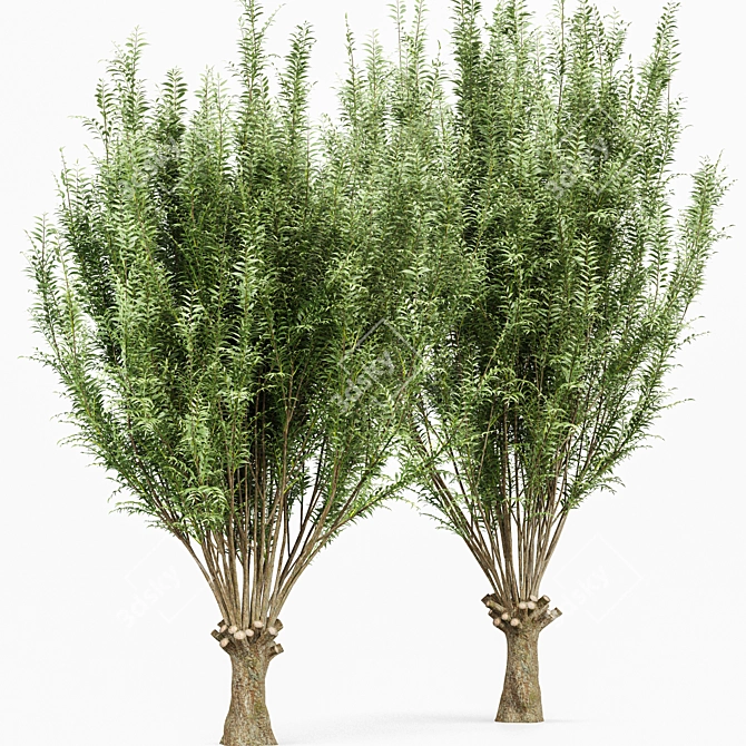 Cascade Willow Tree: Stunning 3D Model 3D model image 3