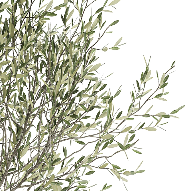 Exotic Plant Collection: Decorative Olives & Reed Bushes 3D model image 5