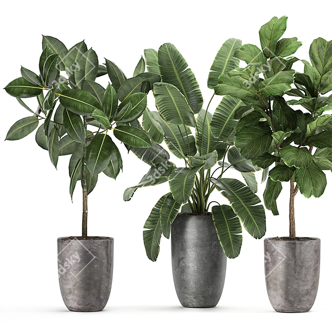 Tropical Plant Collection: Ficus, Banana, Monstera 3D model image 3