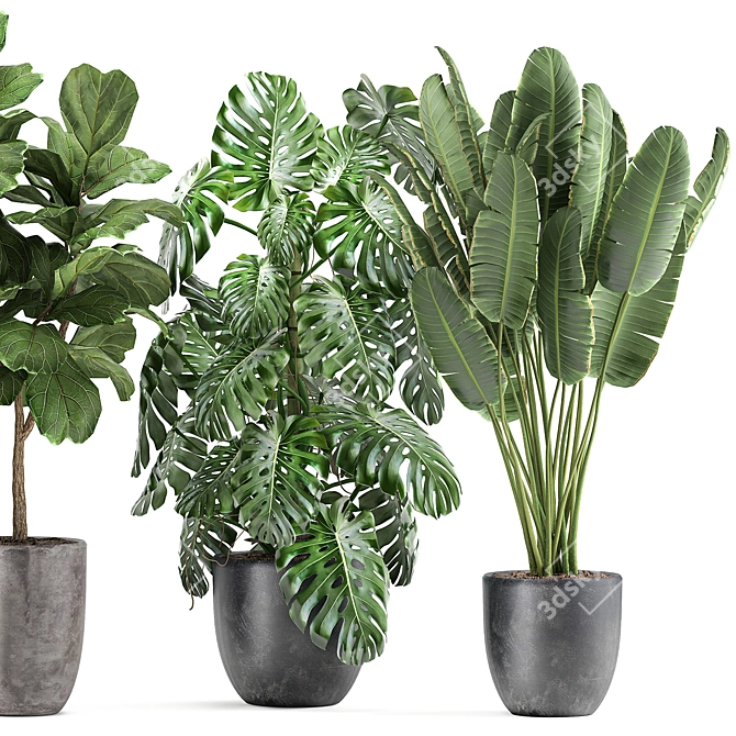 Tropical Plant Collection: Ficus, Banana, Monstera 3D model image 4