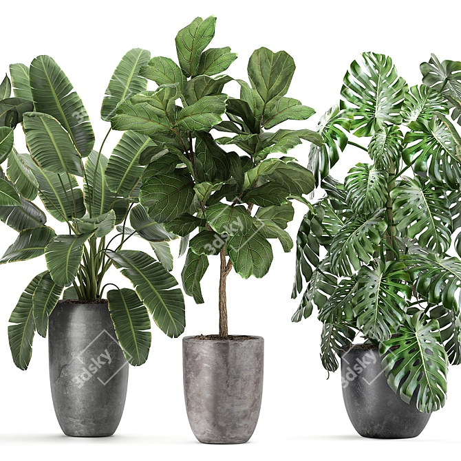 Tropical Plant Collection: Ficus, Banana, Monstera 3D model image 5