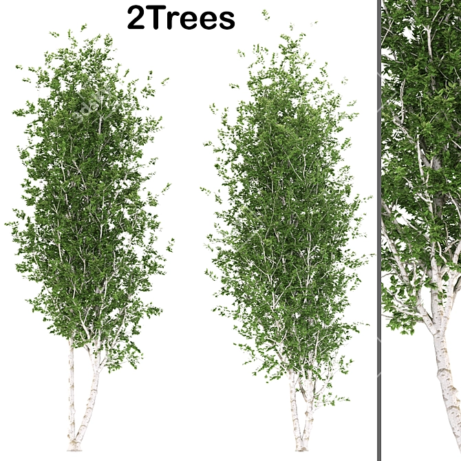 Quaking Aspen Trees Set 3D model image 1