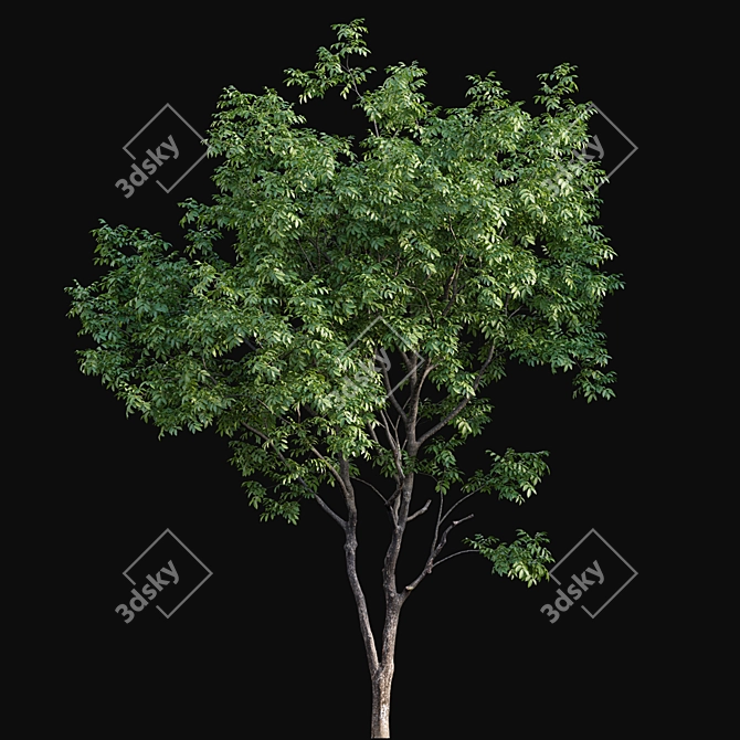 Walnut Tree 3D Model Bundle 3D model image 3