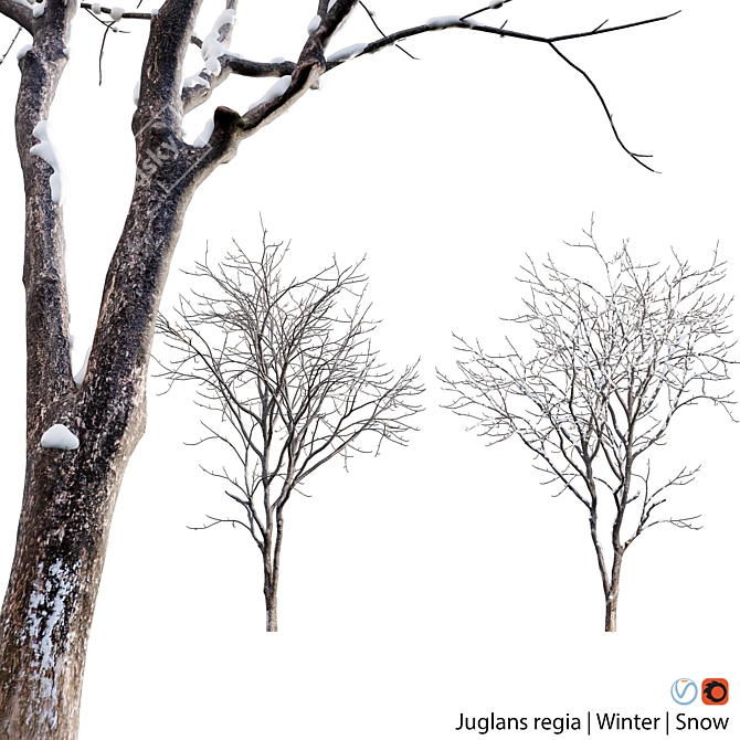 Winter-Ready Juglans Regia: Stunning 3D Models 3D model image 1