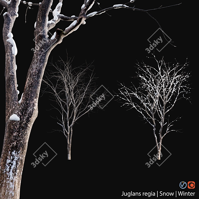 Winter-Ready Juglans Regia: Stunning 3D Models 3D model image 2