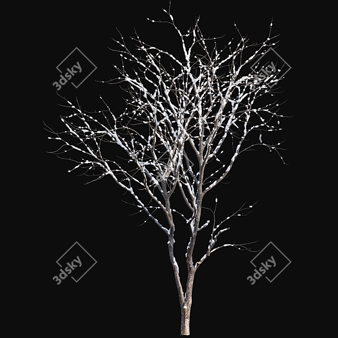 Winter-Ready Juglans Regia: Stunning 3D Models 3D model image 3