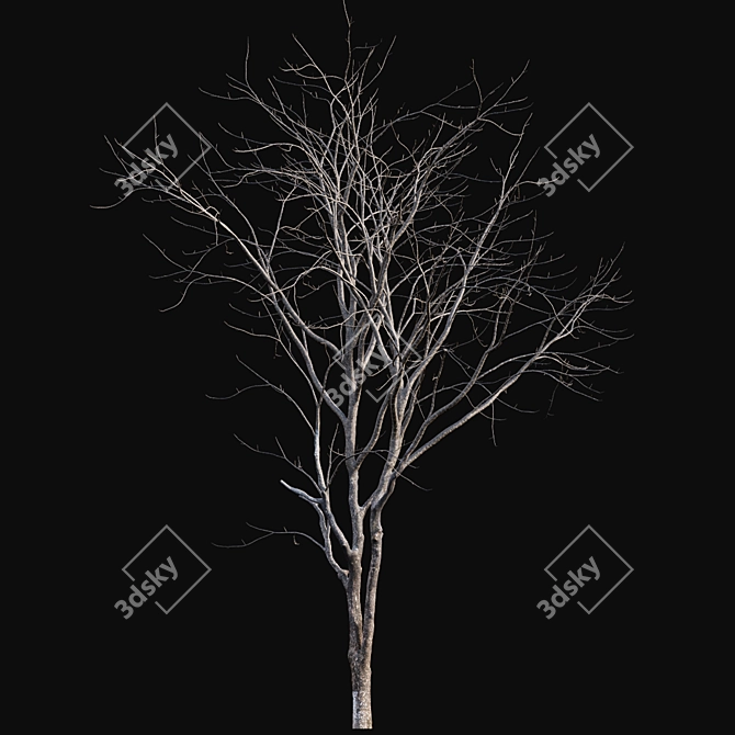 Winter-Ready Juglans Regia: Stunning 3D Models 3D model image 4