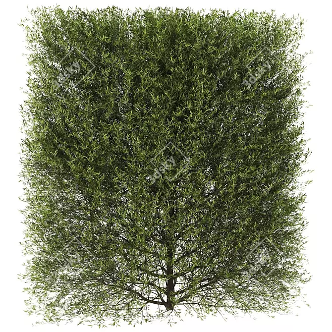 Optimal Plants Collection 3D model image 2