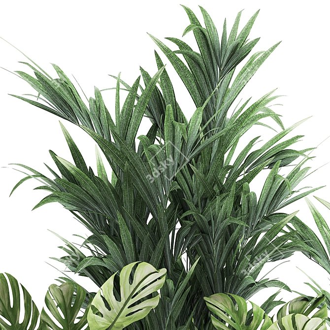 Tropical Plant Collection: Monstera, Palms & Exotics 3D model image 5