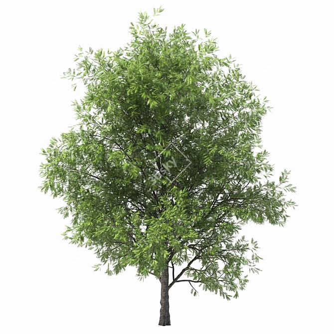 Shademaster Honey Locust: Impressive Height & Stunning Polys 3D model image 2