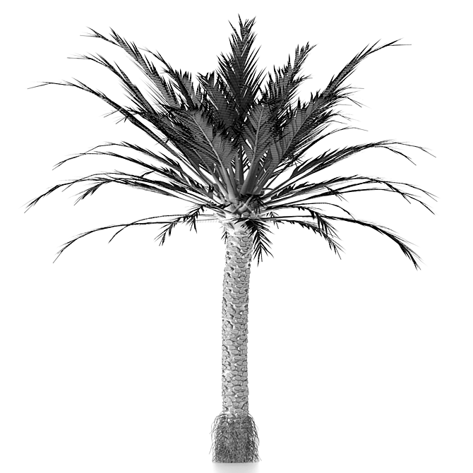 Tropical Paradise Palm Tree 3D model image 3