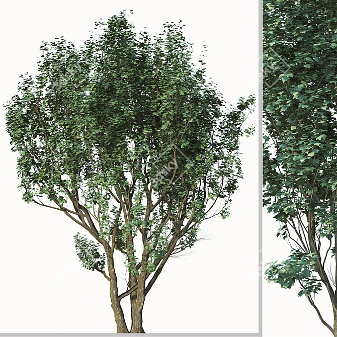 2 Acer Campestre Trees | Field Maple Set 3D model image 4