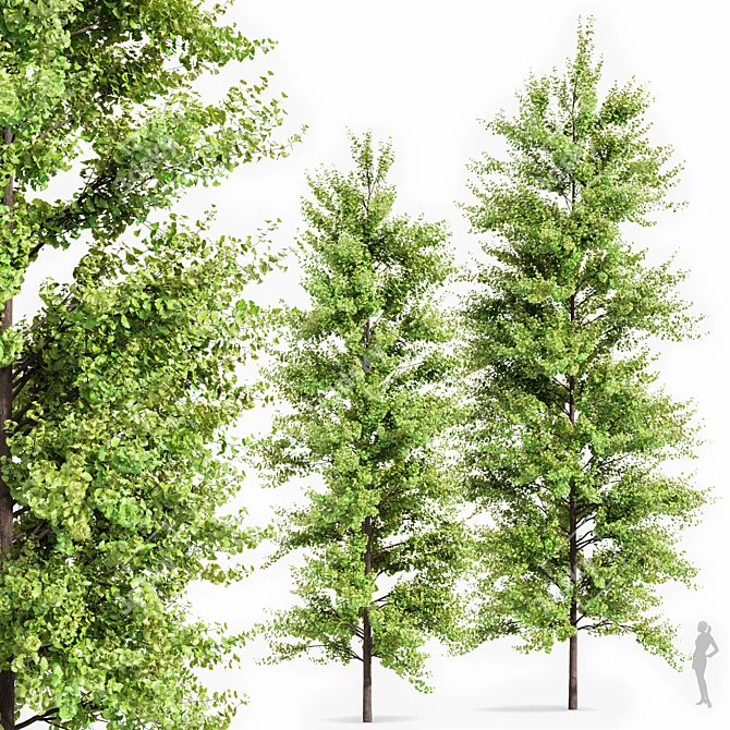 Real Tree Ginkgo Biloba: Summer Collection 3D model image 1