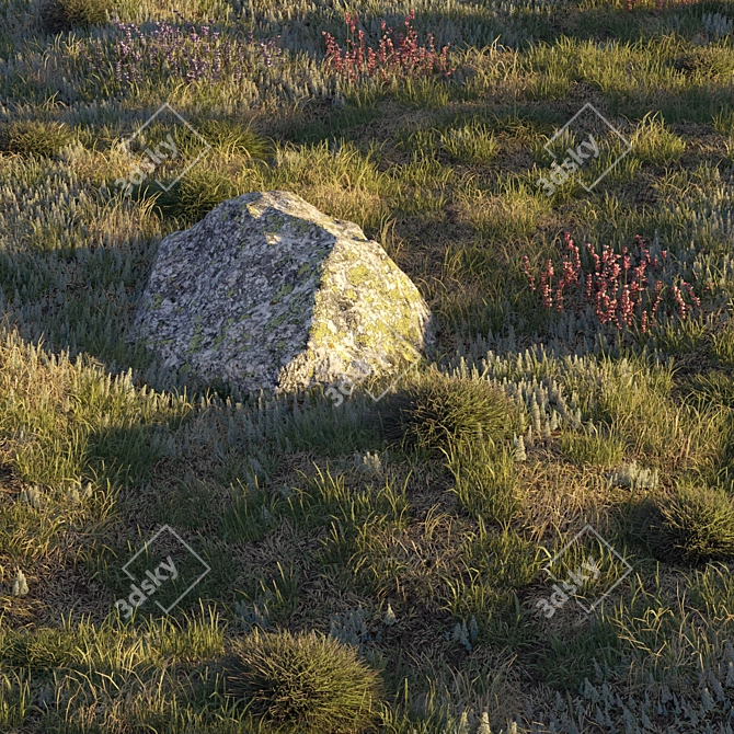 Field Herbs and Grass: High-Quality 3D Models 3D model image 9