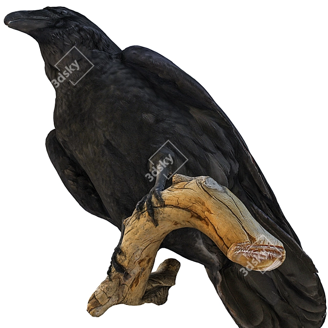 3D Crow Sculpture | 11,554 Polygons 3D model image 7