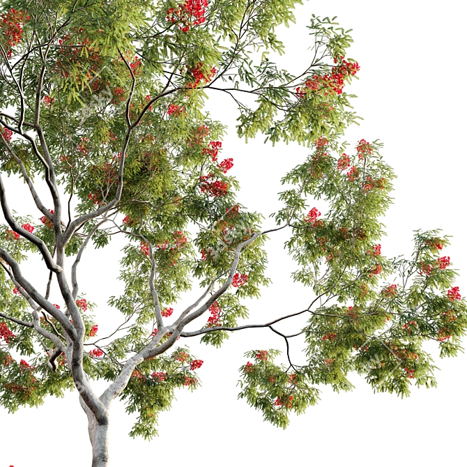 Regal Flamboyant Blossoms 3D model image 4