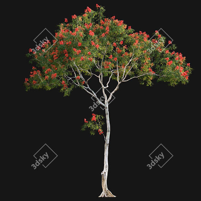 Regal Flamboyant Blossoms 3D model image 8