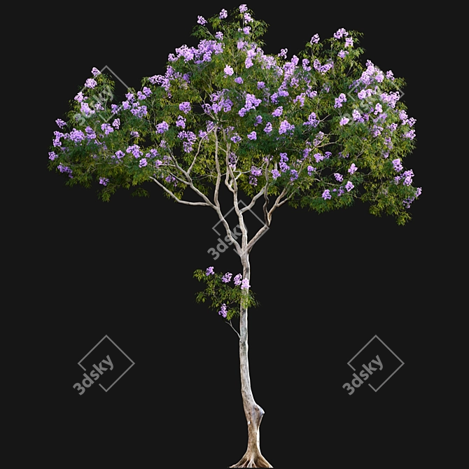 Archived Jacaranda 3D Model 3D model image 6