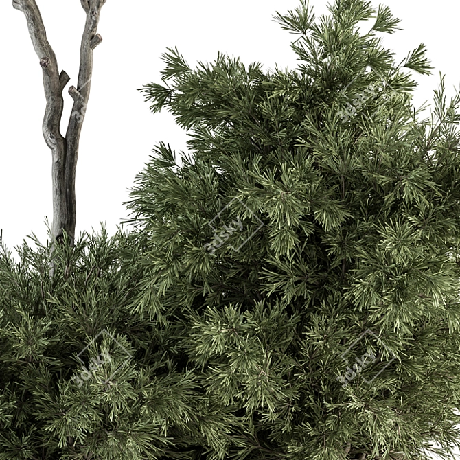 Spectacular Red Crape Myrtle Set 3D model image 2