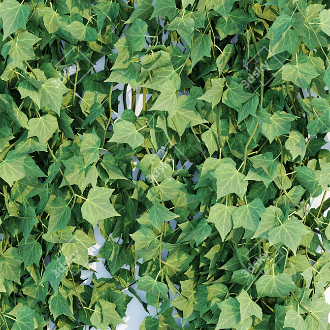 Natural Green Hanging Ivy Collection 3D model image 3