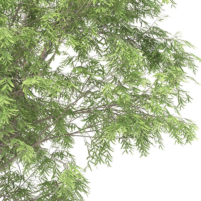 Rustic Mesquite Tree Decor 3D model image 2