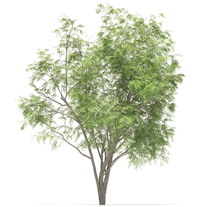 Rustic Mesquite Tree Decor 3D model image 4