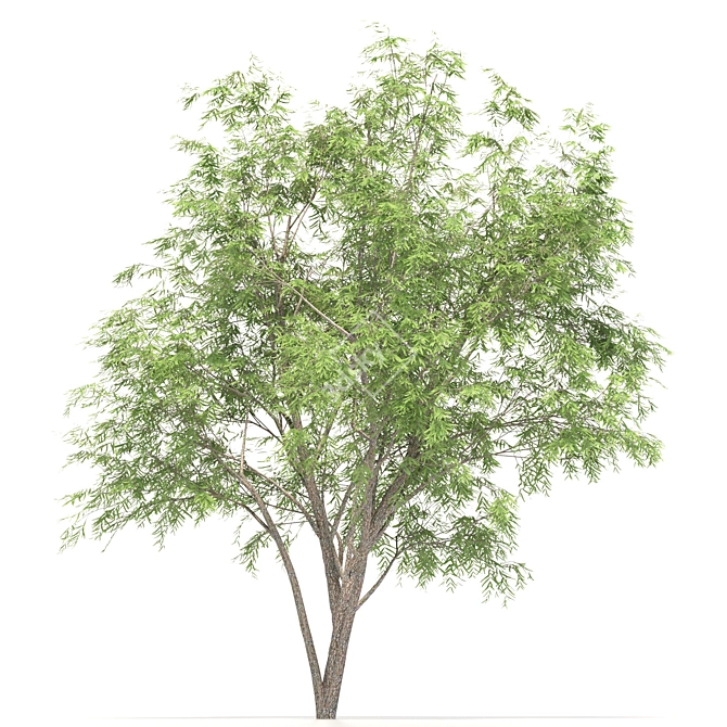 Rustic Mesquite Tree Decor 3D model image 5