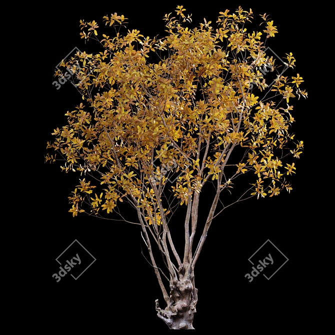 Autumn Barringtonia Acutangula 3D Models 3D model image 3