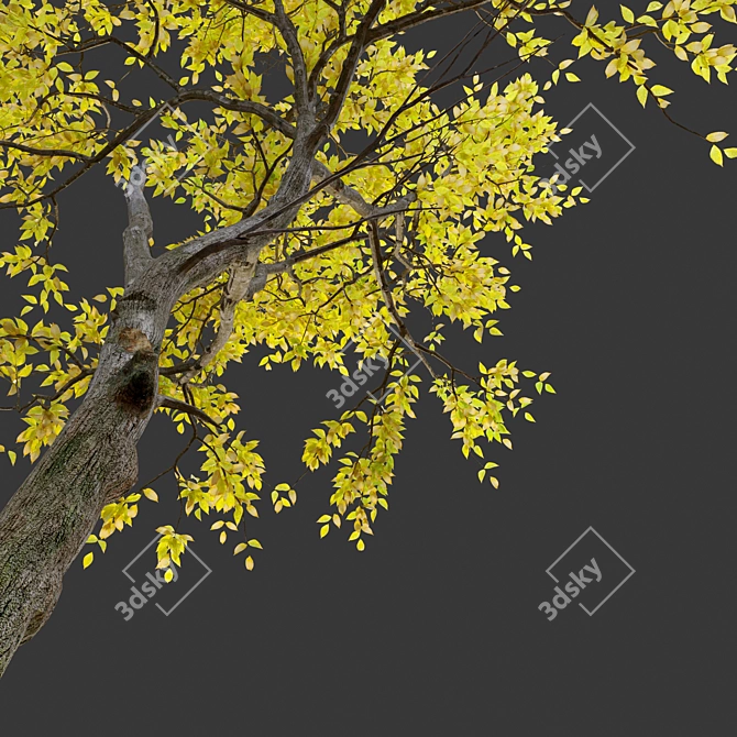 Autumn Jungle Trees Set 3D model image 2