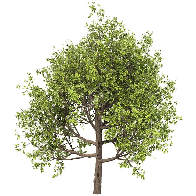 American Hornbeam: Native Hardwood Tree 3D model image 3