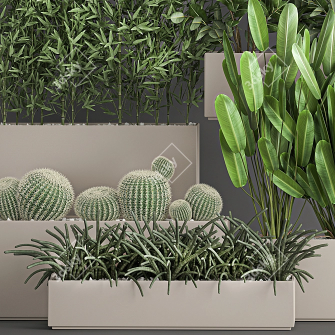 Exotic Plant Collection: Tropical Palms, Cacti, and Bamboo 3D model image 2