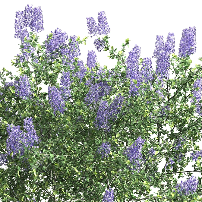 Ceanothus California Lilac: Exquisite 2013 Version 3D model image 2