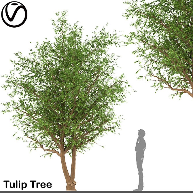 Blossoming Beauty: Tulip Tree 3D model image 1