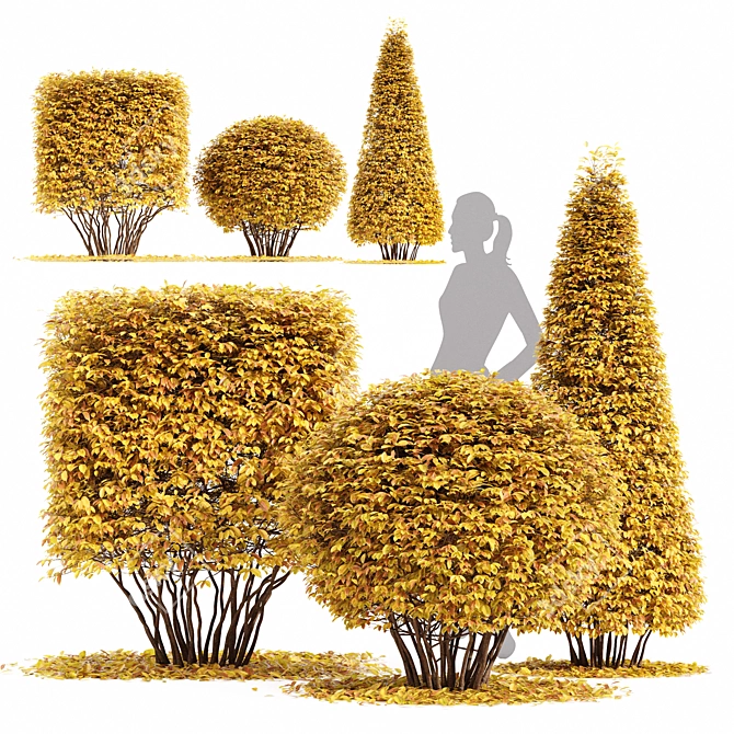 Dwarf Yaupon Holly: Compact & Colorful! 3D model image 1