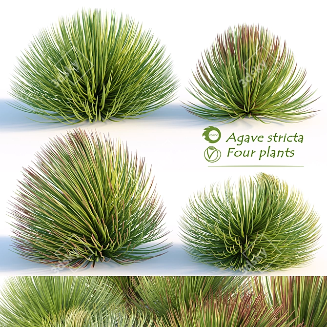 Hedgehog Agave: Four Striking Plants 3D model image 1