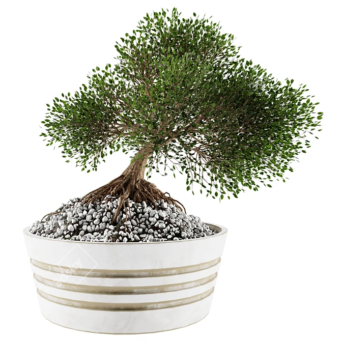 Mini Bonsai Tree - Vol. 3 3D model image 1