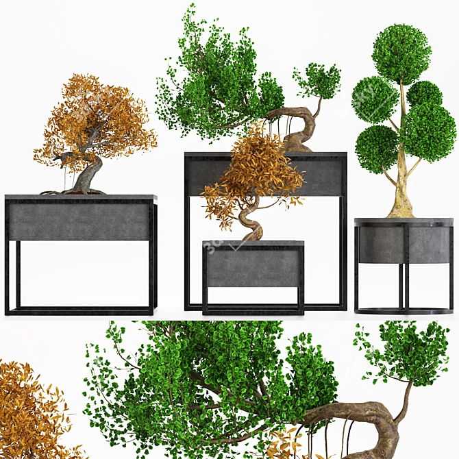 Exquisite Bonsai Tree Collection 3D model image 1