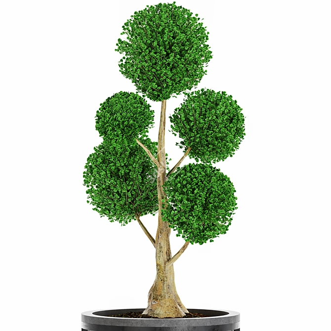 Exquisite Bonsai Tree Collection 3D model image 5